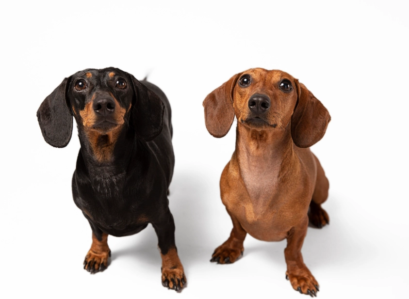 臘腸狗哪裡買 臘腸狗哪裡買