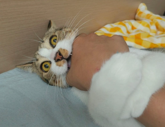 貓咬人處理 貓咬人處理