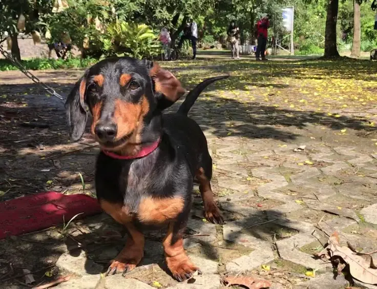 臘腸狗哪裡買 臘腸狗哪裡買