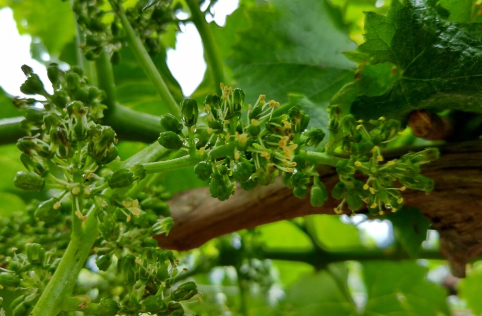 葡萄花芽分化 葡萄花芽分化
