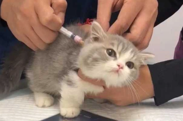 貓咪打完疫苗腹瀉