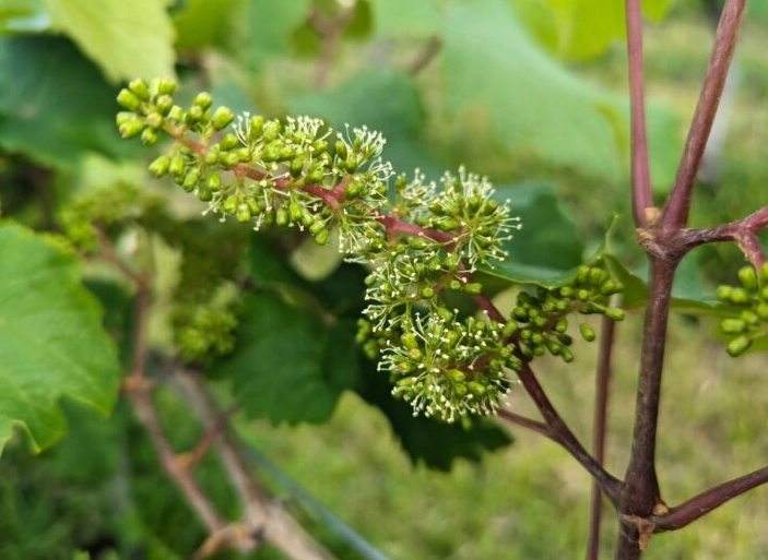 葡萄開花時間 葡萄開花時間