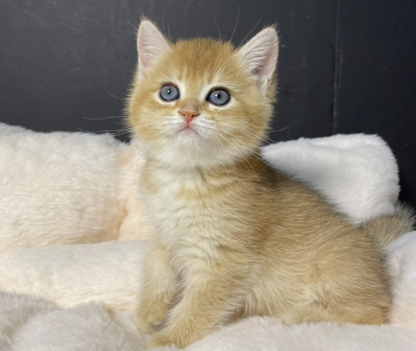 英國短毛貓金漸層價格