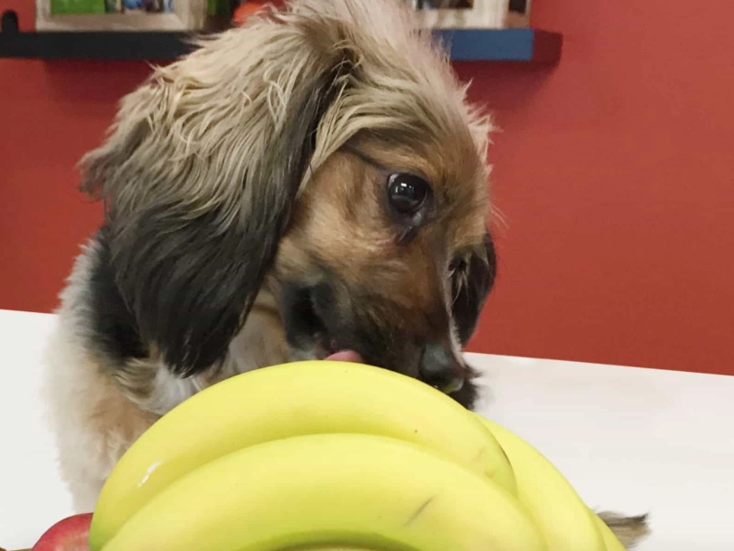 香蕉對狗的好處 香蕉對狗的好處
