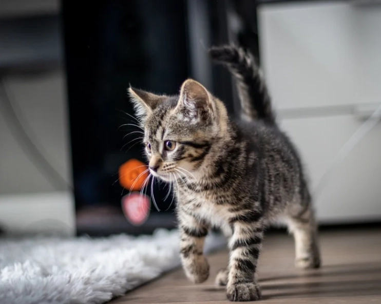 貓咪智商測試 貓咪智商測試