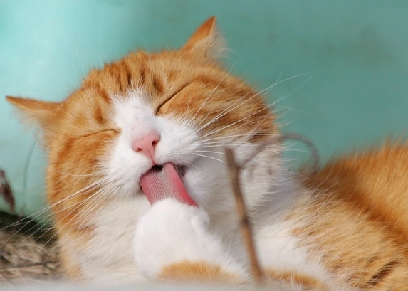 貓吐毛球怎麼辦