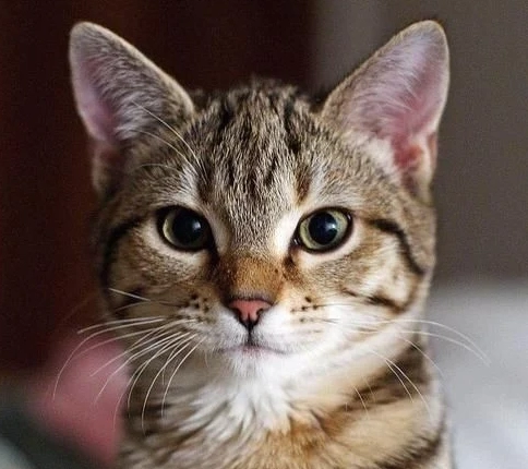 貓咪智商測試 貓咪智商測試