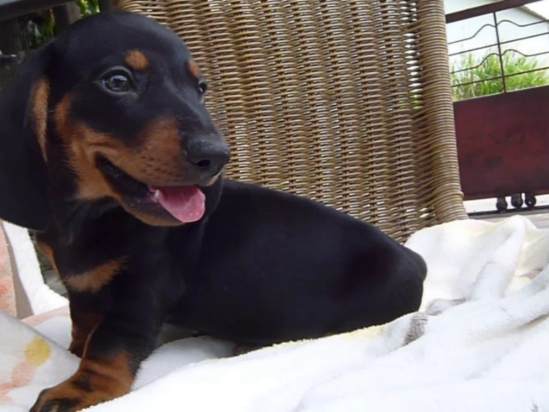 臘腸狗飼養成本 臘腸狗飼養成本