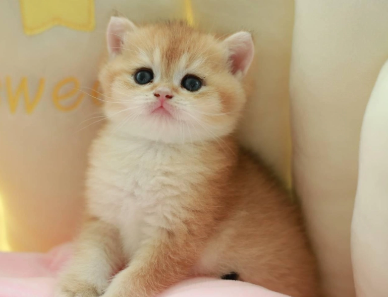 英國短毛貓金漸層個性