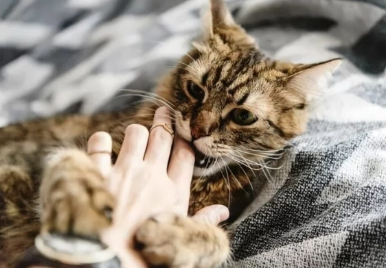 貓突然咬人原因 貓突然咬人原因