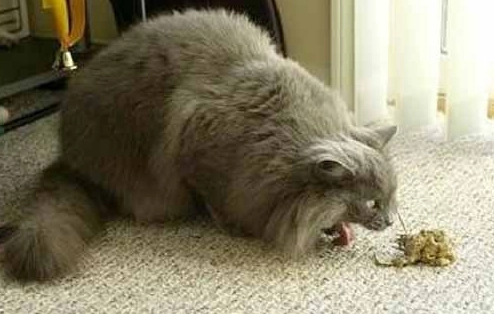 預防貓咪吐毛球