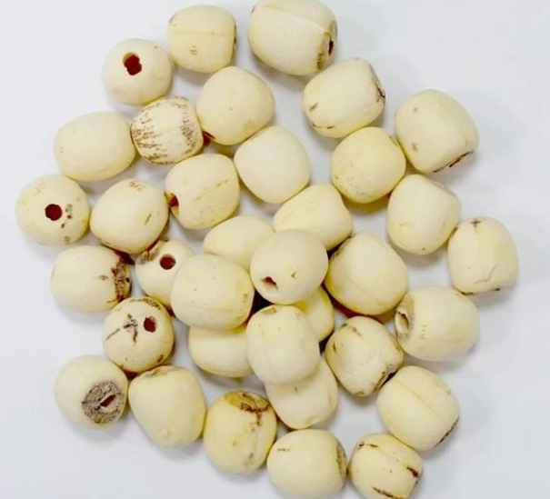 蓮子去苦芯 蓮子去苦芯