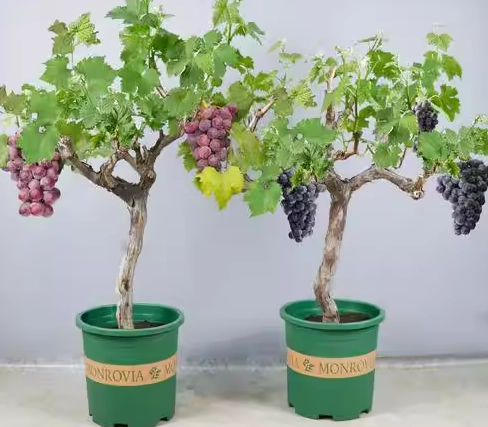 盆栽葡萄