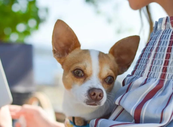 狗狗吐血緊急處理