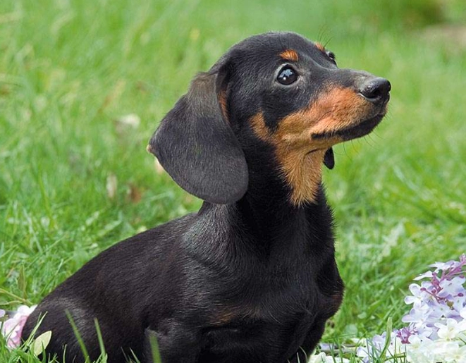 臘腸狗飼養成本 臘腸狗飼養成本
