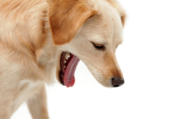 狗狗吐血怎麼辦