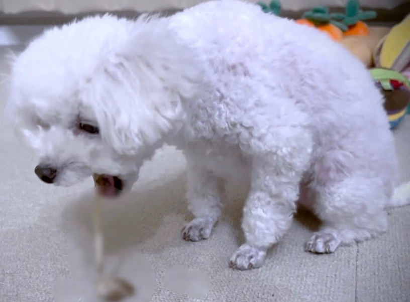 狗狗吐血怎麼辦