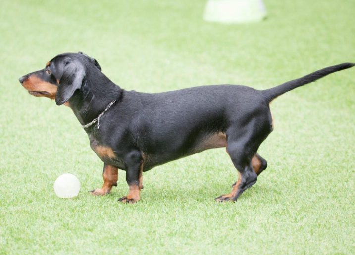 臘腸狗飼養成本 臘腸狗飼養成本