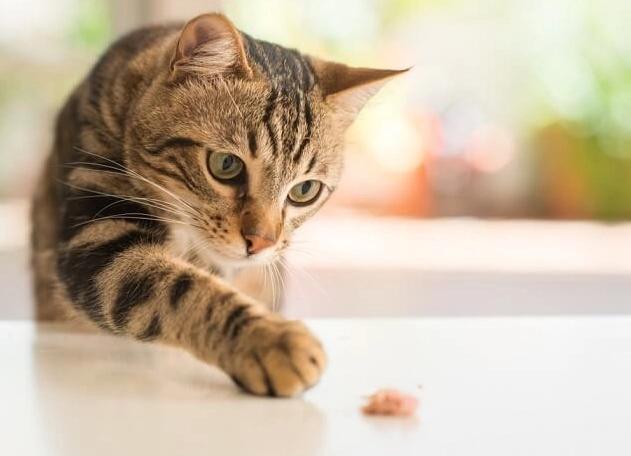 虎斑貓聰明嗎 虎斑貓聰明嗎