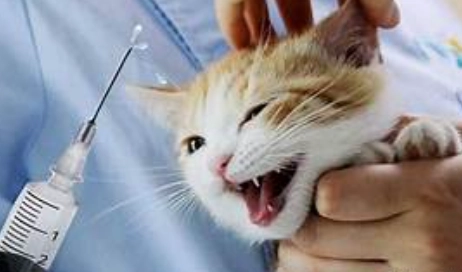 貓咪疫苗副作用