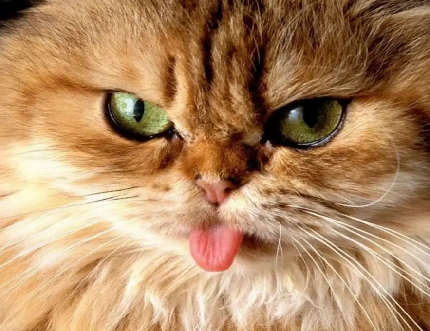 貓行為異常 貓行為異常