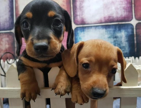 臘腸狗哪裡買 臘腸狗哪裡買