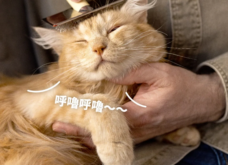 預防貓咪吐毛球