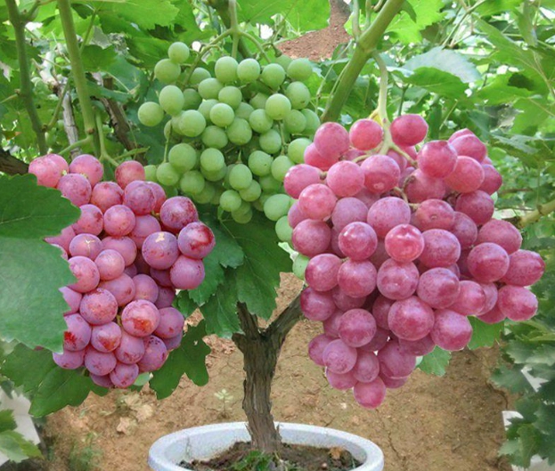 盆栽葡萄