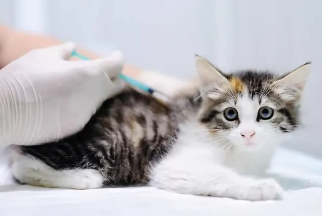 貓咪疫苗副作用