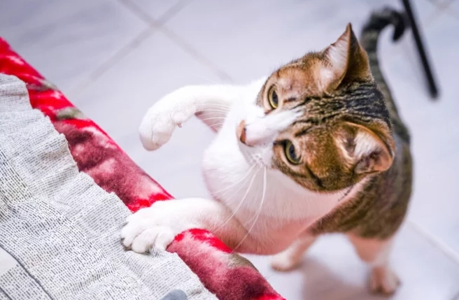 貓壓力大 貓壓力大