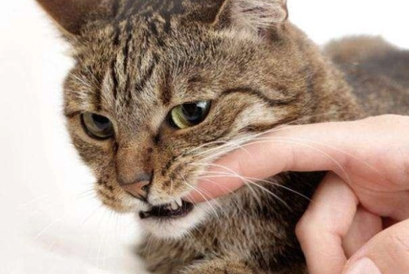 貓咬人處理 貓咬人處理