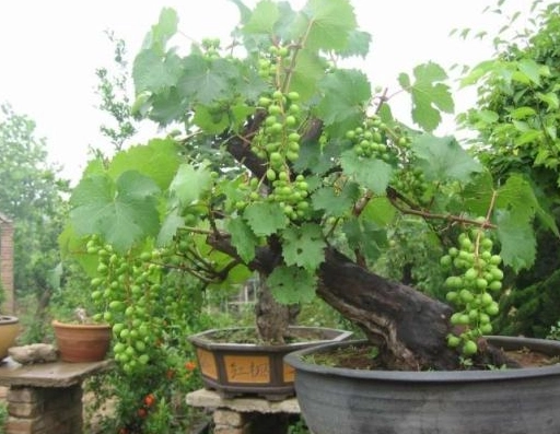 葡萄栽培方法