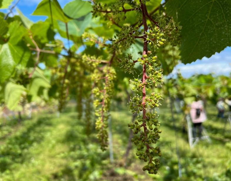 葡萄開花時間 葡萄開花時間
