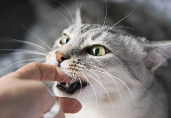 貓咪攻擊行為 貓咪攻擊行為