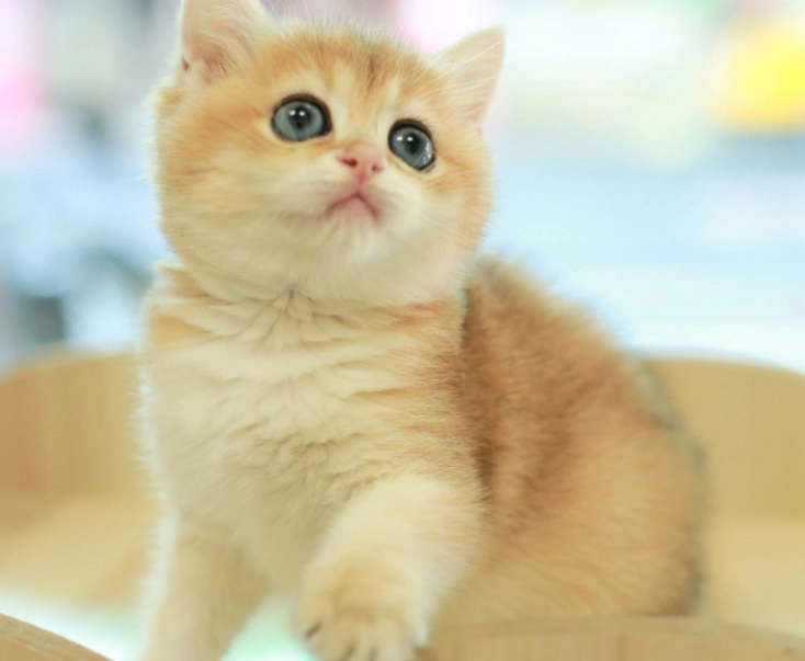 英國短毛貓金漸層個性