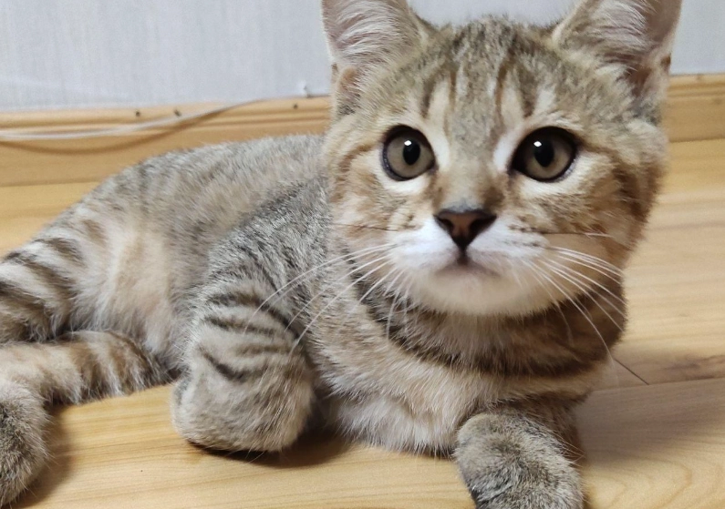 虎斑貓聰明嗎 虎斑貓聰明嗎