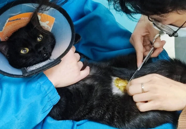 公貓結紮後飲食