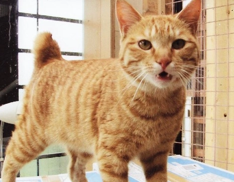 麒麟尾貓咪個性 麒麟尾貓咪個性