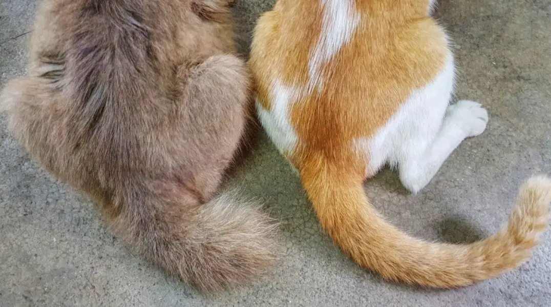 麒麟尾貓品種 麒麟尾貓品種