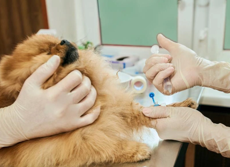 胰臟炎可以吃什麼