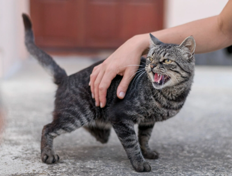 公貓結紮注意事項 公貓結紮注意事項