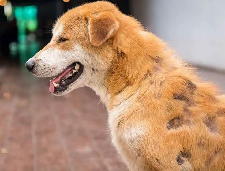 狗狗皮膚病藥浴