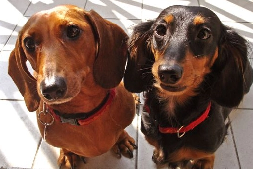 臘腸狗飼養注意事項 臘腸狗飼養注意事項