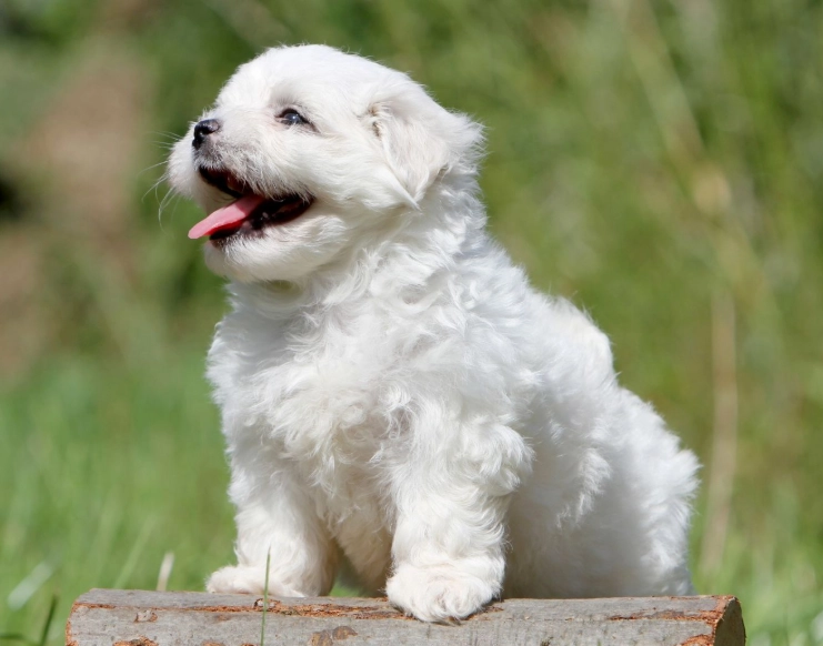 馬爾濟斯犬體型