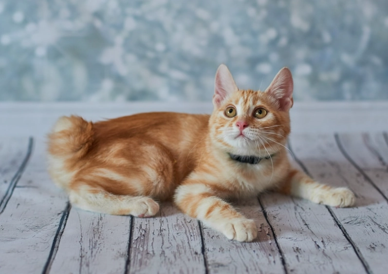 貓咪麒麟尾個性