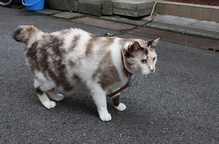 短尾貓好養嗎 短尾貓好養嗎