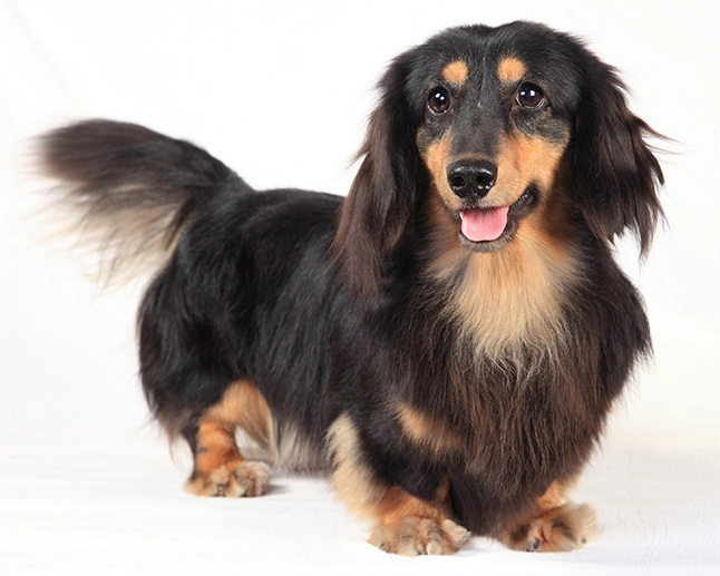 臘腸狗飼養注意事項 臘腸狗飼養注意事項