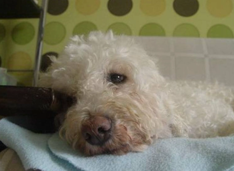 狗狗胰臟炎飲食