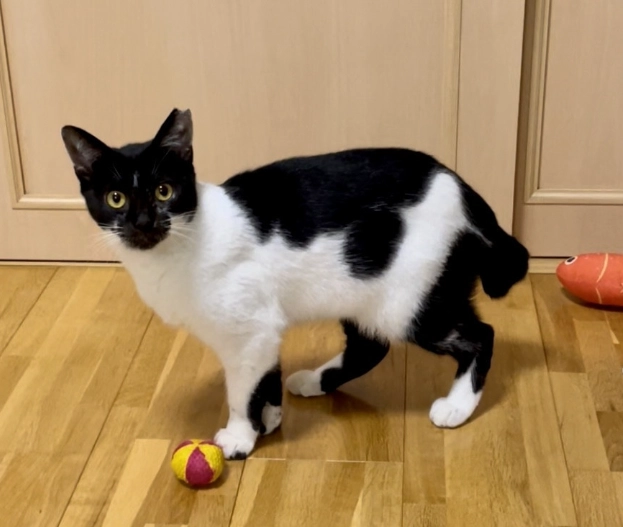 麒麟尾貓品種 麒麟尾貓品種