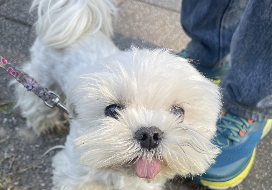 馬爾濟斯犬體型